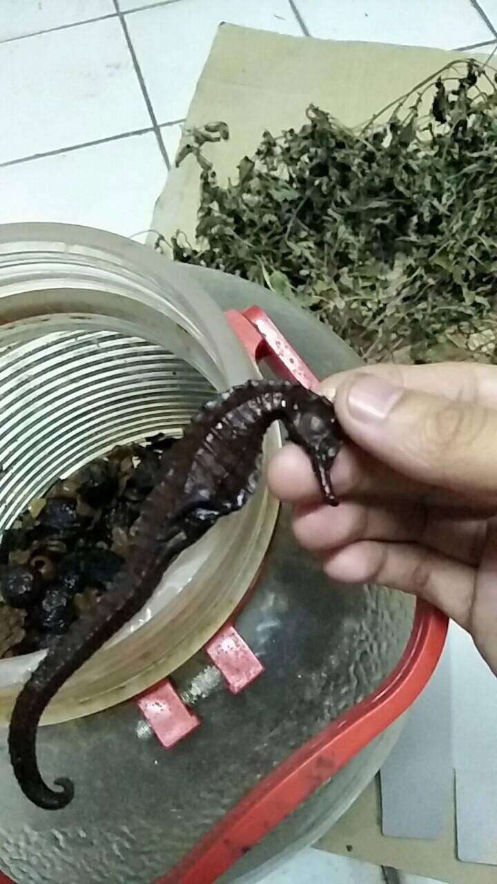 Con gái mua bình rượu thuốc đắt tiền về cho bố tẩm bổ, uống 7 năm mới phát hiện ra bò sát ngâm bên trong làm bằng nhựa